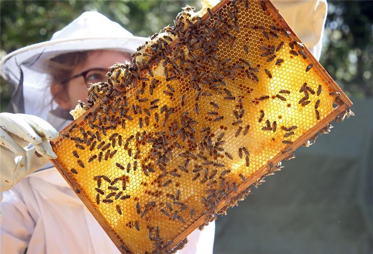 Imkern liegt im Trend: Immer mehr Königinnen werden gezüchtet Eine Imkerin kontrolliert einen Rahmen eines Bienenstocks mit Bienenwaben