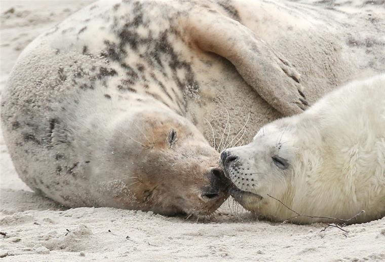 Erster Kegelrobben-Nachwuchs auf Helgoland ist da Eine junge Kegelrobbe und das Muttertier liegen am am Strand der Düne vor der Hochseeinsel Helgoland.