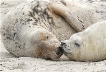 Eine junge Kegelrobbe und das Muttertier liegen am am Strand der Düne vor der Hochseeinsel Helgoland.