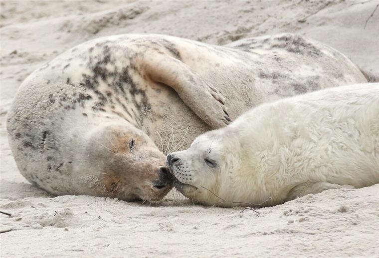 Schon mehr als 600 Kegelrobben auf Helgoländer Düne geboren Eine junge Kegelrobbe und das Muttertier liegen am Strand der Düne vor der Hochseeinsel Helgoland.