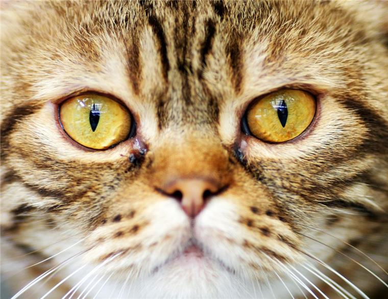 Bremerhaven: Feuerwehr befreit Katze aus Motorraum Eine Katze hat sich in Bremerhaven in eine missliche Lage gebracht.