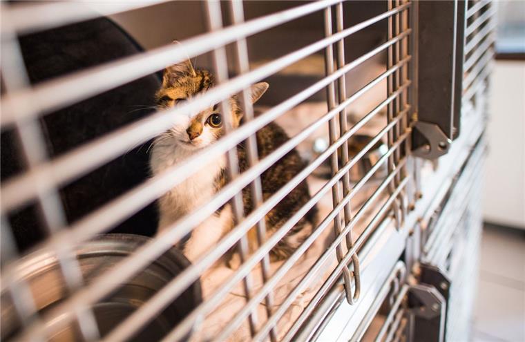 Tierschützer im Landkreis Rotenburg attackieren sich gegenseitig Eine Katze sitzt in einem Tierheim im Käfig. Im Landkreis Rotenburg sind sich Tierschützer uneins darüber, wie gut mit Fundtieren umgegangen wird.