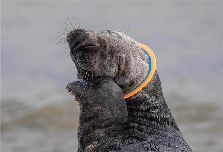 Plastikmüll: „Wir brauchen einen Systemwechsel“ Eine Kegelrobbe mit einer Plastik-Frisbee um den Hals. In großen Plastikteilen können sich Meerestiere verheddern und im schlimmsten Fall sterben.