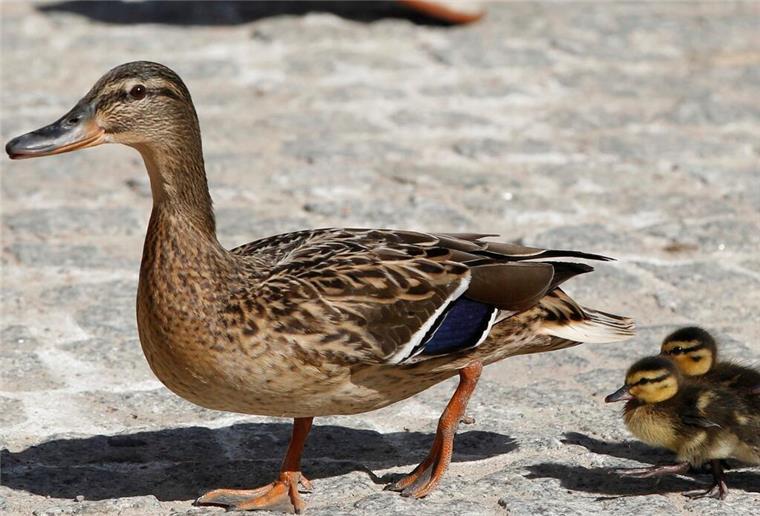 Ente mit zwei Küken