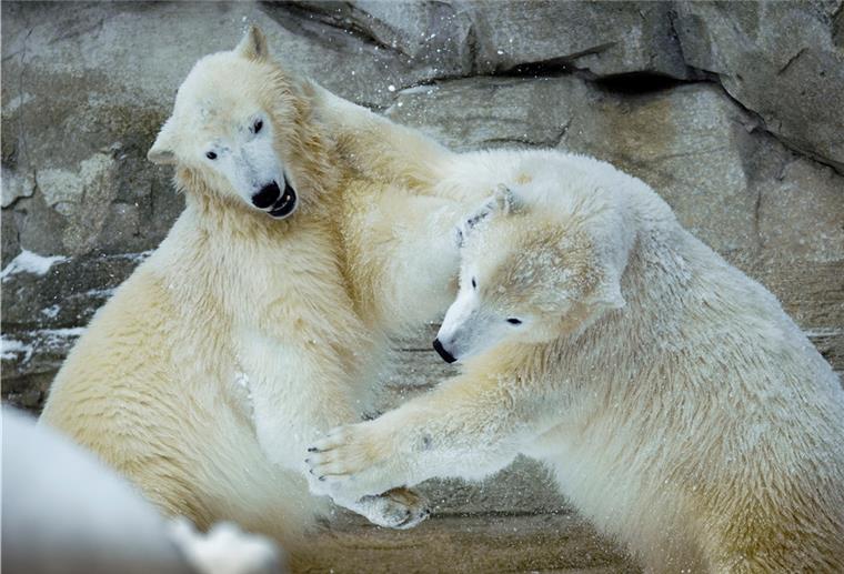Bremerhaven: Eisbären haben Spaß im Schnee Eisbären im Zoo am Meer in Bremerhaven.