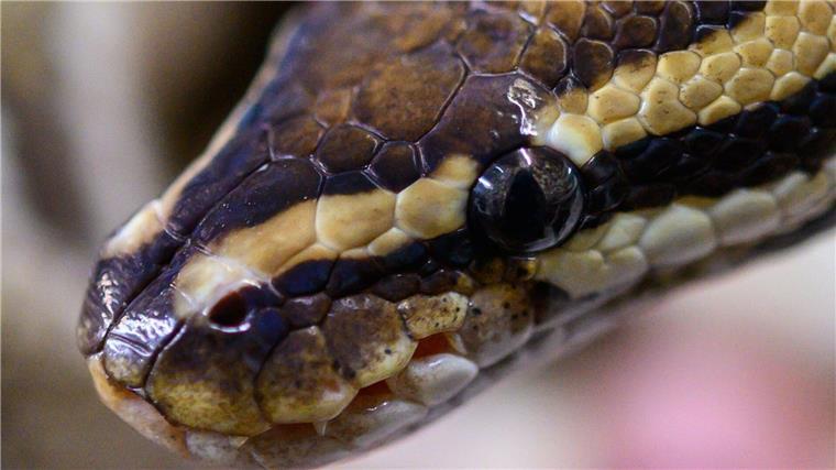 Artenschutzzentrum: Hohe Zahl an Reptilien und Amphibien Eine Königspython im NABU-Artenschutzzentrum Leiferde in Niedersachsen.