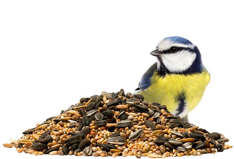 Vogelfütterung für das ganze Jahr - ausgewogene Mischung im Sommer Meise, Vogelfutter, füttern