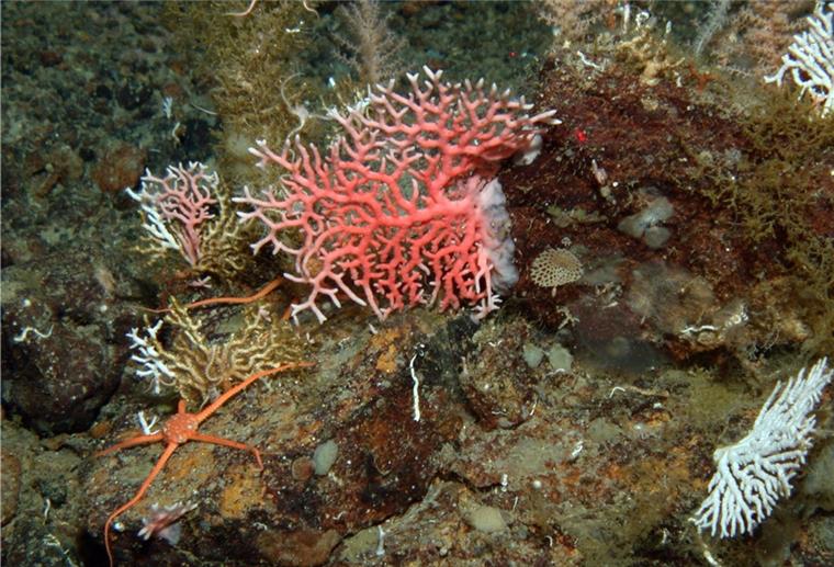 Eine Koralle: Die Funktion mariner Ökosysteme hängt von der biologischen Vielfalt der Meere ab. Dies ist ein Forschungsschwerpunkt des Oldenburger Instituts.