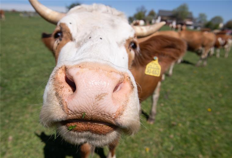 Ökolandbau: Landkreis Osterholz ist vorne mit dabei Kuh auf der Weide