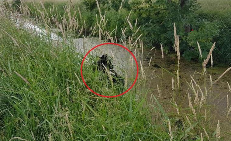 Dorum: Feuerwehr zieht Kuh aus Wassergraben Eine Kuh ist in Dorum in einen Wassergraben gefallen.