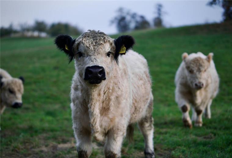 Mögliche Vorteile einer veganen Ernährung Eine Gruppe von Kühen, die auf einem üppig grünen Feld stehen.