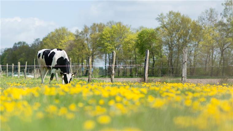 Niedersachsen droht Etappenziel bei Öko-Landbau zu verpassen Eine Kuh steht auf einer Weide mit viel Löwenzahn.