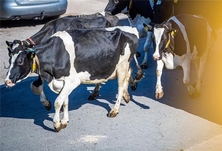 Tierfreude bei Kuhaustrieb in Offenwarden Eine kurze Wegstrecke zwischen Hof und Weide mussten die schwarz- und rotbunten Rinder der Familie von Hollen zurückliegen.