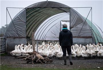 Eine Landwirtin begleitet ihre Freilandgänse in einen Folienstall. Im Kreis Cuxhaven und im Land Bremen darf Geflügel zurzeit nicht mehr ins Freie.