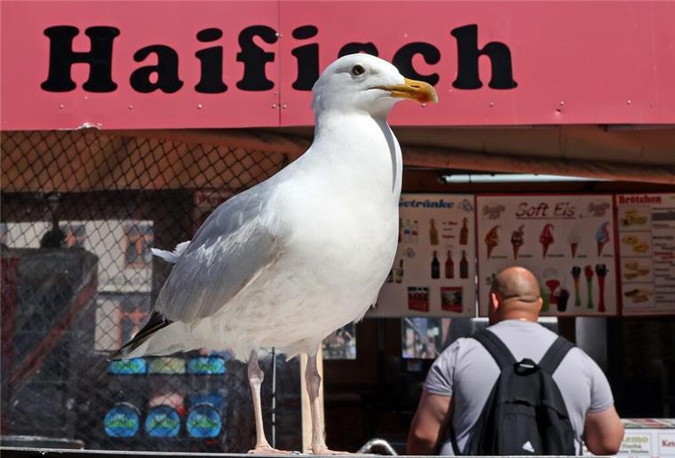 An der Küste gilt vielerorts ein Fütterungsverbot für Möwen Eine Möwe lauert vor einem Verkaufskutter in Warnemünde auf die nächste Beute.