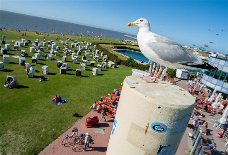IHK-Nord-Umfrage: Schlechte Stimmung in der Tourismusbranche Eine Möwe sitzt bei sonnigem Wetter auf einem Pfeiler eines Aussichtsturmes am Strand von Norddeich