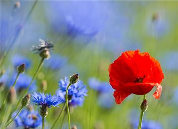 Eine Mohnblume mit roten Blütenblättern zwischen blau blühenden Kornblumen an einem Feld: Ackerrandstreifen bieten Platz für Wildblumen und sind ein wichtiger Baustein im Naturschutz. Deswegen fordern Bürger in der Gemeinde, diese Streifen noch mehr zu schützen.