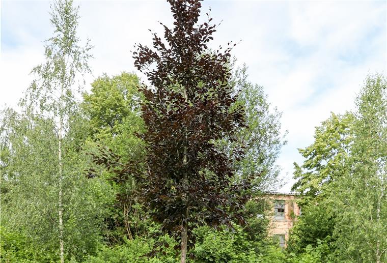 Eine noch junge Rotbuche wächst in einem kleinen Park. Sie sieht gesund aus.