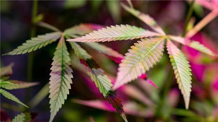 Staudte hält Cannabis-Anbau in Schweineställen für möglich Eine Pflanze einer Industriehanf-Sorte wird von violettem Licht beleuchtet.