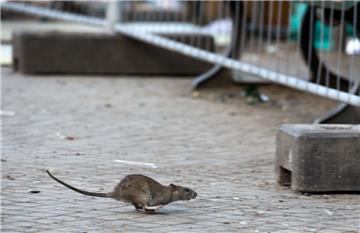 Eine Ratte flitzt über eine Straße. In allen Kommunen werden die Allesfresser bekämpft.