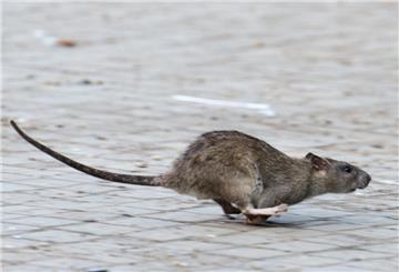 Eine Ratte läuft aufgeschreckt über das Pflaster. Solche Szenen kann man zum Leidwesen der Nachbarn auch im Umfeld der Bahnhofstraße 5 beobachten.