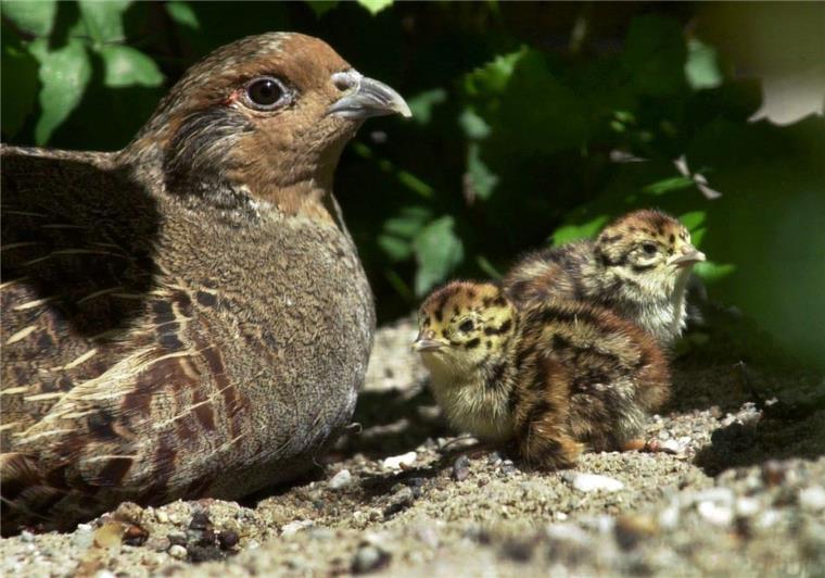 Immer weniger Rebhühner im Cuxland Eine Rebhenne mit zwei Küken. Dieses Bild ist mittlerweile schon fast zu einer Seltenheit geworden. Die Zahl der Tiere sinkt stetig.