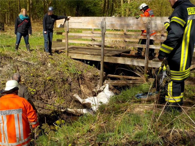 Schiffdorf: Reiterin bricht am Apeler See in Brücke ein Eine Reiterin ist am "Imkerinnensteg", einer kleinen Holzbrücke am Apeler See, mit ihrem Pferd eingebrochen.