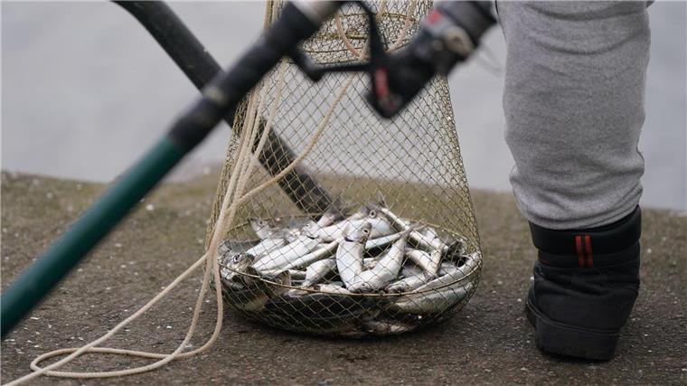 Ostseefischer dürfen 2025 weiter Hering fangen Eine Reuse mit zahlreichen Heringen steht neben einem Angler im Kieler Hafenbecken. (Archivbild)