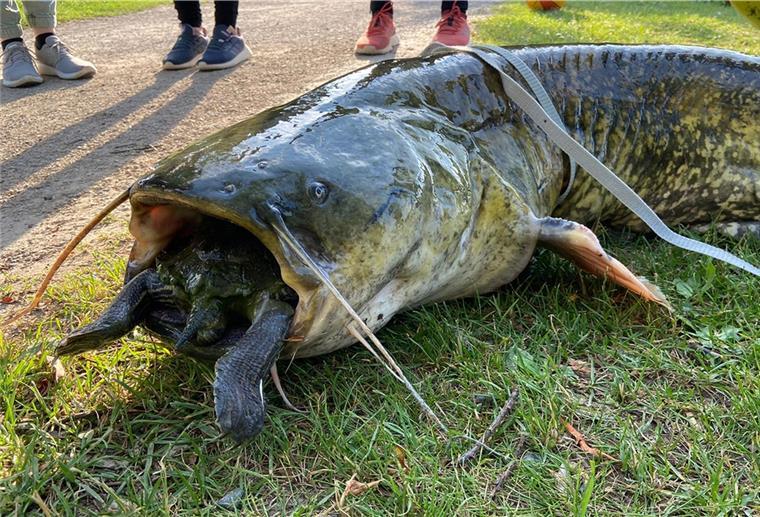 Göttingen: Wels verschluckt sich an Schildkröte Eine Rotwangenschildkröte steckt im Maul eines riesigen, toten Wels am Ufer eines Göttinger Kiessees.