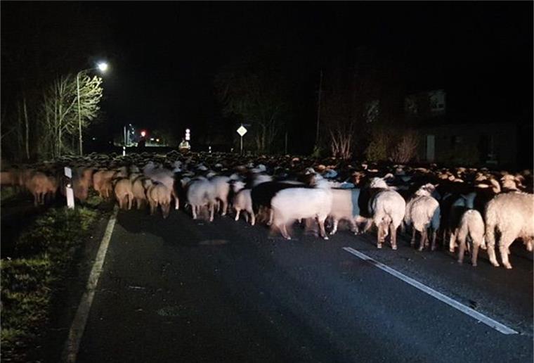 Stade: Ausgebüxte Schafe blockieren Straße Eine Schafherde hat in der Nacht zu Donnerstag in Drochtersen eine Straße blockiert.