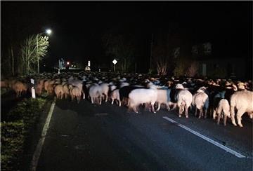 Eine Schafherde hat in der Nacht zu Donnerstag in Drochtersen eine Straße blockiert. 