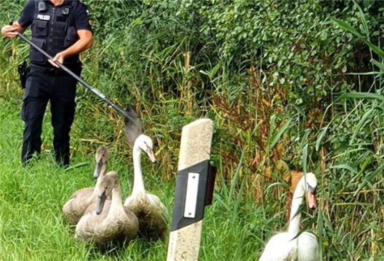 Bremerhaven: Schwäne blockieren die Cherbourger Straße Eine Schwanenfamilie sorgt am Sonntag für Aufregung im Norden von Bremerhaven.