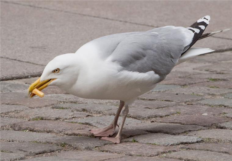 Eine Silbermöwe steht in einer Fußgängerzone und frisst eine Fritte. 
