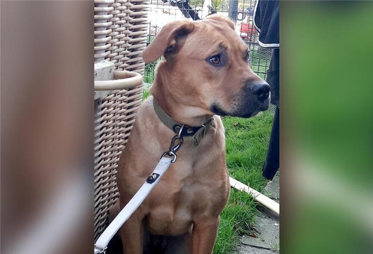 Hat ein Tierhändler in Nordenham Hunde ausgesetzt? Hündin