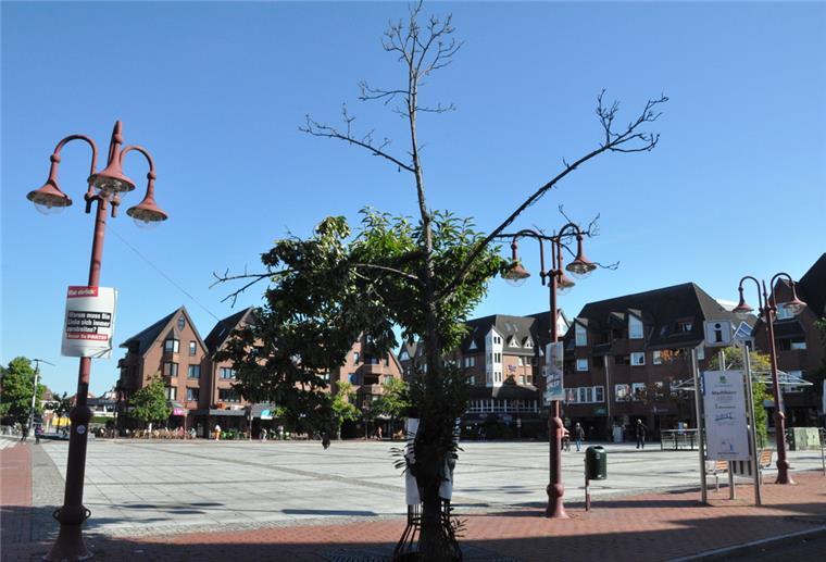 sterbende Kasstanien auf dem Marktplatz