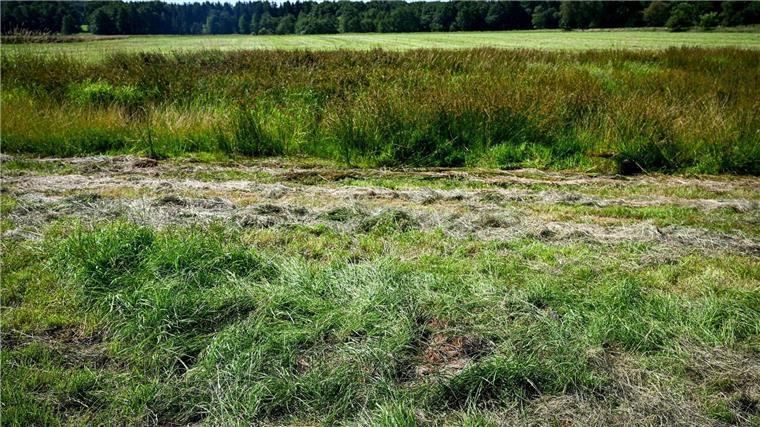 Eine teilweise abgemähte Wiese am Fundeort einer Kinderleiche im Landkreis Stade.