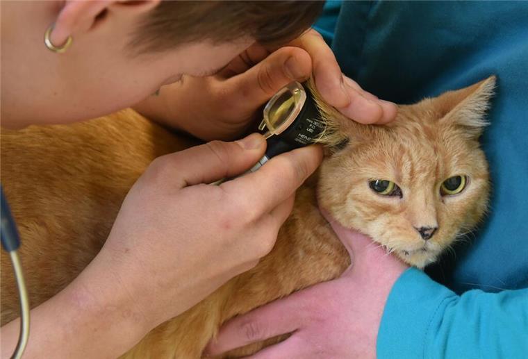 Nordenhamerin vor Gericht: Katzenbesitzerin geht aus Kostengründen nicht zum Tierarzt Eine Tierärztin stellte bei dem Kater der Angeklagten - hier ein Symbolfoto - im September 2022 schmerzhafte, großflächige und offene Hautverletzungen am ganzen Katzenkörper fest.