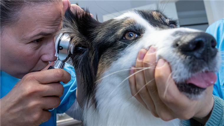 Mehr Kosten für Tierhalter: Nun wird auch der Tierarzt teurer Eine Tierärztin untersucht die Ohren eines Hundes.