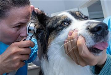 Tierärztin untersucht Hund