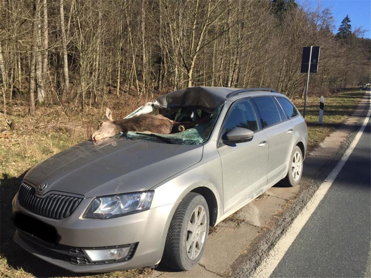 Spektakulärer Wildunfall: Hirschkuh landet auf Beifahrersitz Eine tote Hirschkuh liegt halb im Fahrzeuginneren eines PKW. Nach Angaben der Ermittler war die Hirschkuh am Mittwoch am hellichten Tag plötzlich vor das fahrende Auto gesprungen.