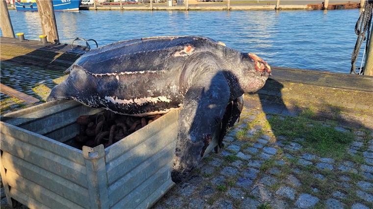 Forschende obduzieren tote Lederschildkröte aus der Nordsee Eine verendete Lederschildkröte liegt auf einer Kiste im Hafen von Büsum.