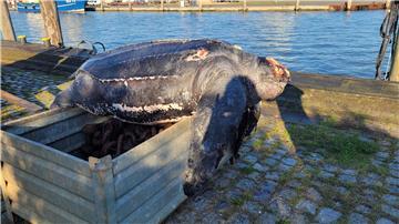 Eine verendete Lederschildkröte liegt auf einer Kiste im Hafen von Büsum.