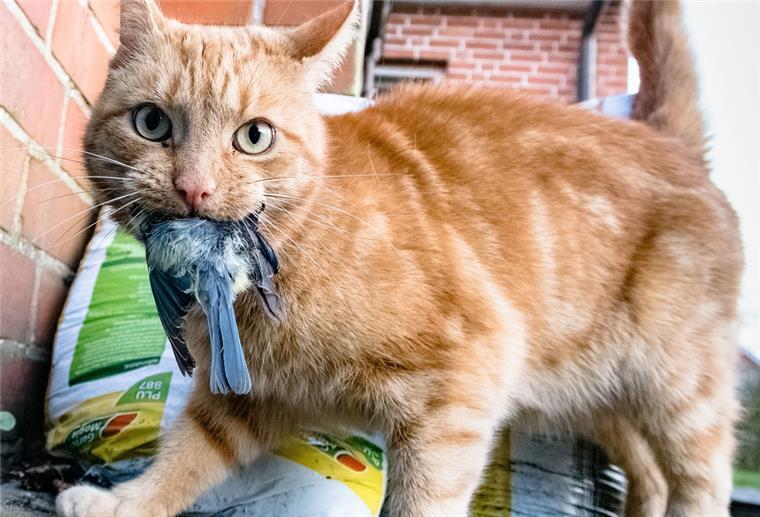 Mit „Verpiss-dich-Pflanze“: So schützt man Vögel vor Katzen Eine «Verpiss-dich-Pflanze» hätte dieser jungen Meise vielleicht das Leben gerettet.