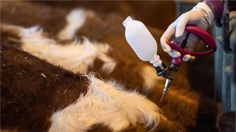 Ministerium bittet um Wachsamkeit wegen Blauzungenkrankheit Eine Veterinärin impft beim Auftakt einer Impfaktion bei Rindern gegen die Blauzungenkrankheit ein Jungtier.