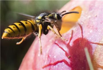 Eine Wespe frisst sich durch einen Apfel in einem Obstgarten in der Region Hannover. Noch bis zum 15. August sind Bürger aufgerufen, die Insekten in ihrem Garten oder am Lieblingsplatz in der Natur zu zählen.