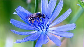 Eine Wildbiene sammelt Pollen bei einer Gewöhnlichen Wegwartenblüte (Cichorium intybus) ein.