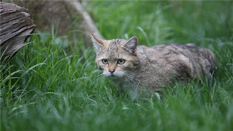 Eine Wildkatze sitzt im Gras eines Tiergeheges im Wildpark Christianental.
