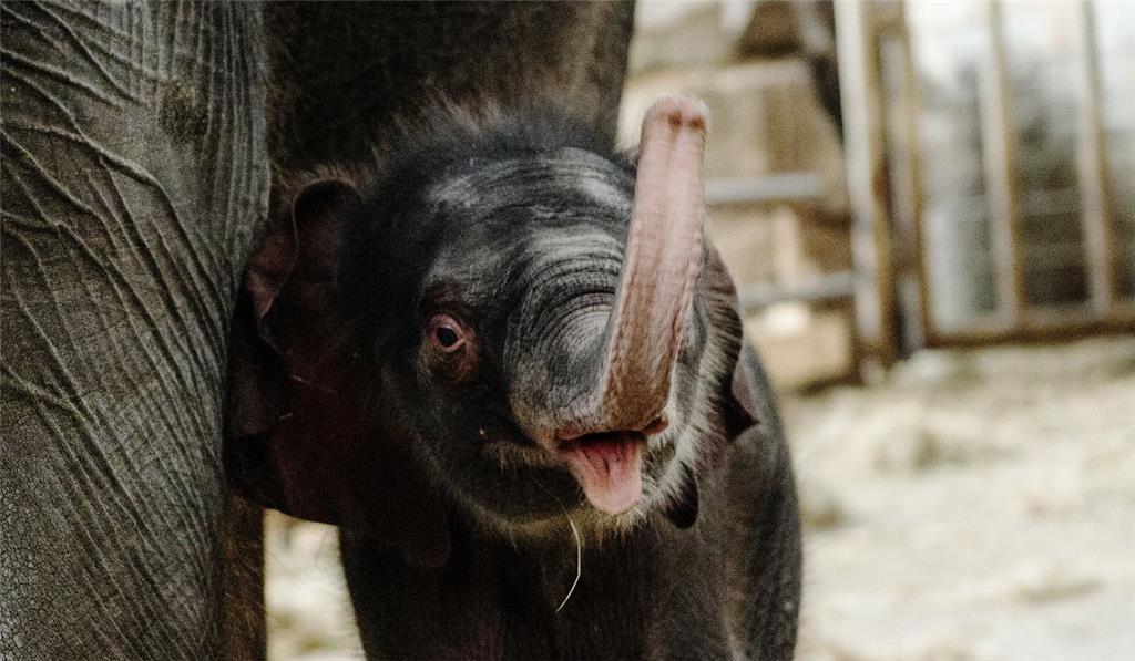 Neues Elefantenbaby im Berliner Tierpark