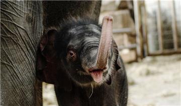Neues Elefantenbaby im Berliner Tierpark