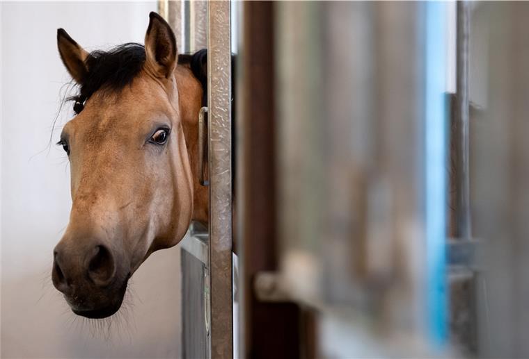 Neuer Reitplatz und neuer Stall: Butjadinger Verein hat Großes vor Einen neuen Stall will der Reit- und Fahrverein Nordbutjadingen bauen, da die vorhandenen 20 Boxen belegt sind.